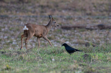 Capreolus capreolus - Roe deer - Chevreuil d'Europe