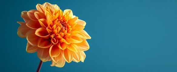 Vibrant Orange Dahlia Bloom - The Essence of Natural Beauty and Perfection Against a Tranquil Blue Background in High-Resolution Photography