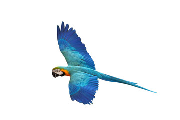 Colorful flying parrot isolated on transparent background png file