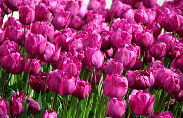 Fototapeta premium Photo of vibrant purple tulips in full bloom close-up in Goztepe Park during the annual Istanbul Tulip Festival in Turkey