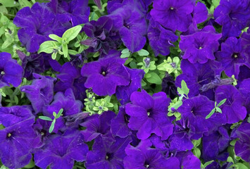 Purple fresh and beautiful potted flowers