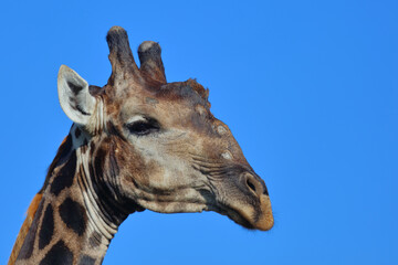 Giraffe / Giraffe / Giraffa camelopardalis