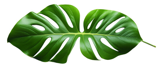 Natural Tropical Monstera leave isolated on rransparent background . Exotic Monstera Leaves: Transparent Background