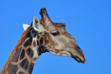 Giraffe / Giraffe / Giraffa camelopardalis
