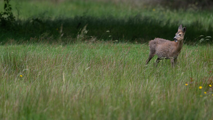 Capreolus capreolus - Roe deer - Chevreuil d'Europe