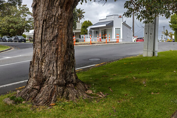 Tree and roundabout at Richmond street Auckland New Zealand.