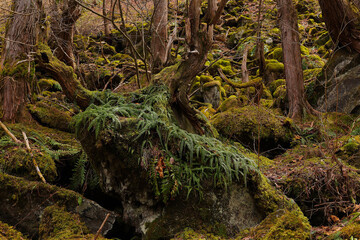 4月の蓼科大滝遊歩道