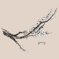 Hand drawn ink brush painting of spring blooming sakura tree branches with white flowers