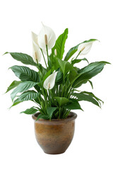 Peace Lily plant in a pot, transparent or isolated on white background