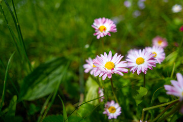 daisy. Bellis. small pink daisies in green grass , background screensaver place for text. meadow chamomile close up flowering grass lawn with white Bellis flowers closeup. Bellis perennis daisy.