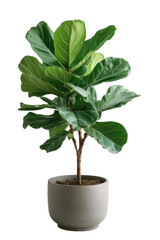 Obraz na płótnie Canvas Fiddle Leaf Fig plant in a pot, transparent or isolated on white background