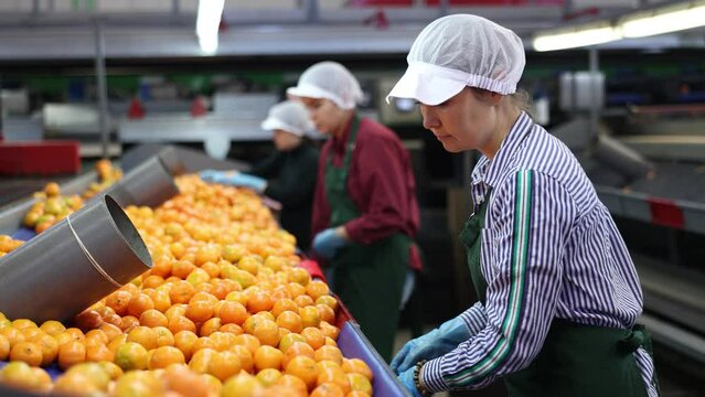 Women's team in colored uniforms sort tangerines on a conveyor line for processing citrus fruits in a warehouse.