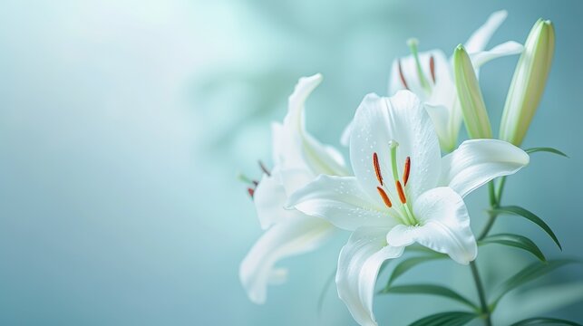 百合の花の背景素材10