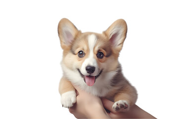 Cute corgi dog looking to the camera while being held by his owner at the vet clinic, selective focus, copy space. Pet health care concept 3d rendring isolated on white background. Generative AI.