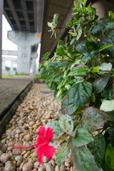 Fototapeta na wymiar Landscaping a city and plants growing under the bridge in Lagos Marina, Nigeria.