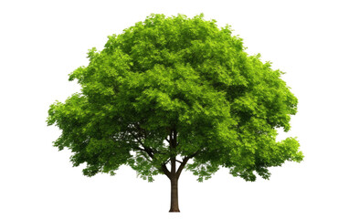 tree green stylish on white or PNG transparent background.