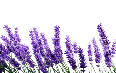 flowers blooming of lavender on white or PNG transparent background.