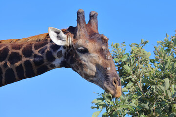 Giraffe / Giraffe / Giraffa camelopardalis