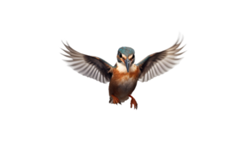 Female Kingfisher emerging from the water after an unsuccessful dive to grab a fish. Taking photos of these beautiful birds is addicitive now I need to go back again. Generative AI.