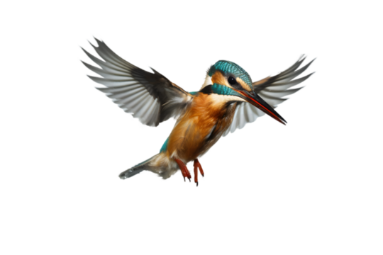 Female Kingfisher emerging from the water after an unsuccessful dive to grab a fish. Taking photos of these beautiful birds is addicitive now I need to go back again. Generative AI.