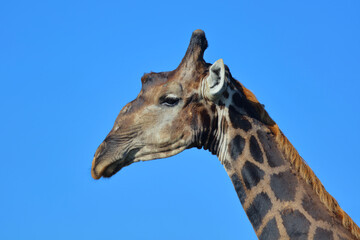 Giraffe / Giraffe / Giraffa camelopardalis