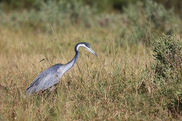 Schwarzhalsreiher / Black-headed heron / Ardea melanocephala