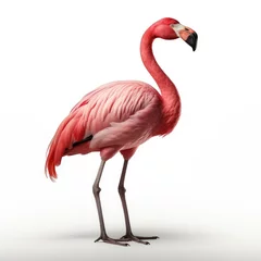Fotobehang Elegant flamingo standing isolated on white background, with detailed feathers and vibrant pink color. © ardanz