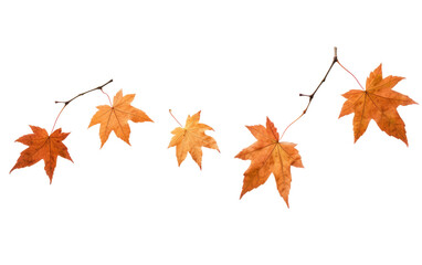 leaves of autmumn falling on white or PNG transparent background.
