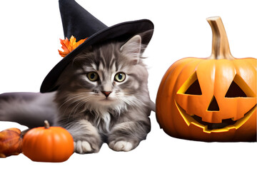 Multicolored cat lying on the gray couch in witch hat with decorative Halloween Jack o lantern pumpkin on the background. Autumn, fall holidays home decoration. Halloween animals. Sele. Generative AI.