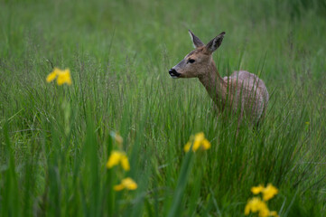 Capreolus capreolus - Roe deer - Chevreuil d'Europe