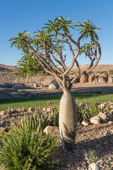 Quiver tree on grass at lodge in desert, near Hobas,  Namibia