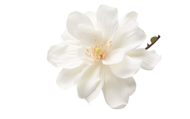 Fototapeta na wymiar petals of flower white on white or PNG transparent background.