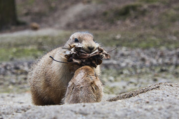 Präriehund - Erdhörnchen - Nagetier - Pelz - Pelzig - Tier - Animal - Cute Prairie Dog - Family -...