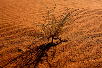 Wadi Rum Desert in Jordan. On the Sunset. Panorama of beautiful sand pattern on the dune. Desert...