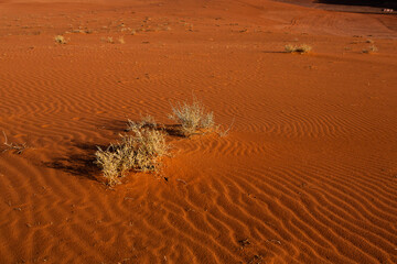 Wadi Rum Desert in Jordan. On the Sunset. Panorama of beautiful sand pattern on the dune. Desert...