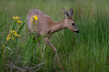 Capreolus capreolus - Roe deer - Chevreuil d'Europe