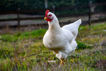white chicken on grass