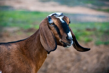 portrait of a goat