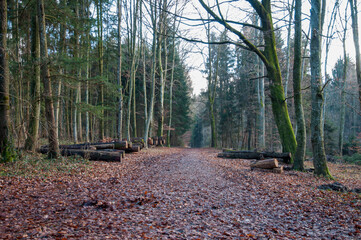 Chemin en forêt