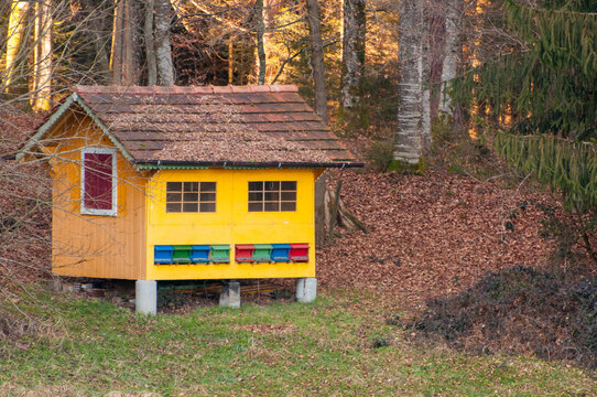 Rucher en for&ecirc;t
