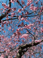 pink blossom