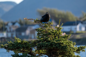 Black Crow facing the Camera Perching on a Fir Tree