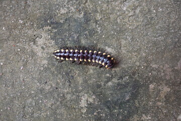 centopeias muito comum, podem ser encontradas em quintais, jardins , estradas. apesar da aparencia não é peçonhenta