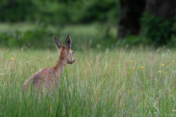 Capreolus capreolus - Roe deer - Chevreuil d'Europe
