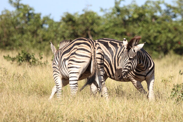 Fototapeta na wymiar Steppenzebra / Burchell's zebra / Equus quagga burchellii..