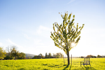 Gartenstuhl und Baum im Gegenlicht mit Blick über die Wiese