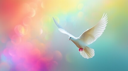 平和の象徴〜白い鳩のイメージ01