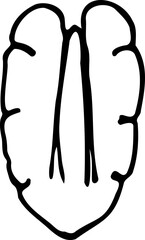 Hand drawn vector line illustration of shelled pecan nut.