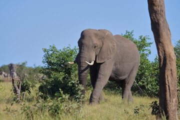 Afrikanischer Elefant / African elephant / Loxodonta africana