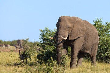 Fototapeta premium Afrikanischer Elefant / African elephant / Loxodonta africana